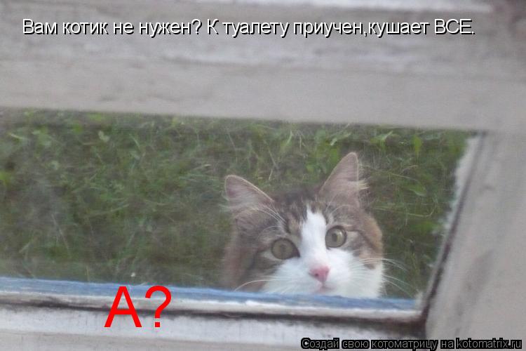 Вам котик не нужен? К туалету приучен,кушает ВСЕ. А?... Котоматрица: Вам котик не нужен? К туалету приучен,кушает ВСЕ. А?