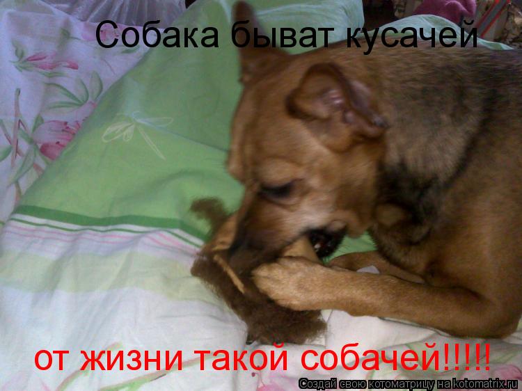 Собака быват кусачей от жизни такой собачей!!!!!... Котоматрица: Собака быват кусачей от жизни такой собачей!!!!!