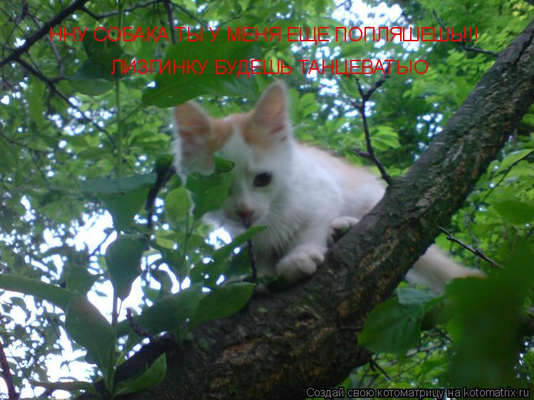 Котоматрица: ННУ СОБАКА ТЫ У МЕНЯ ЕЩЕ ПОПЛЯШЕШЬ!!! ЛИЗГИНКУ БУДЕШЬ ТАНЦЕВАТЬ!О