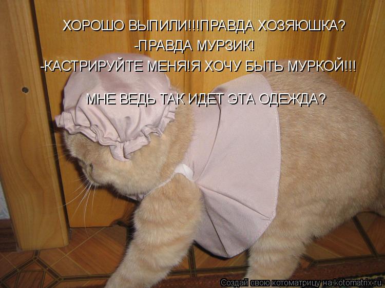 Котоматрица: ХОРОШО ВЫПИЛИ!!!ПРАВДА ХОЗЯЮШКА? -ПРАВДА МУРЗИК! МНЕ ВЕДЬ ТАК ИДЕТ ЭТА ОДЕЖДА? -КАСТРИРУЙТЕ МЕНЯ!Я ХОЧУ БЫТЬ МУРКОЙ!!!