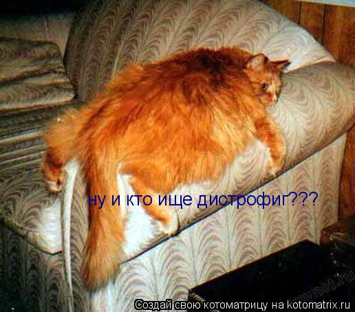 Котоматрица: ну и кто ище дистрофиг???