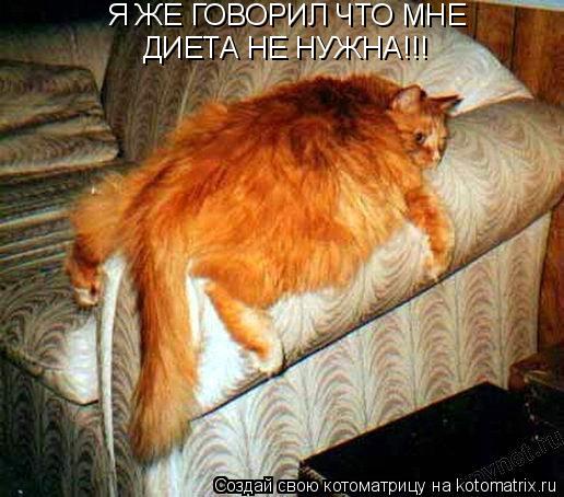 Котоматрица: Я ЖЕ ГОВОРИЛ ЧТО МНЕ  ДИЕТА НЕ НУЖНА!!!