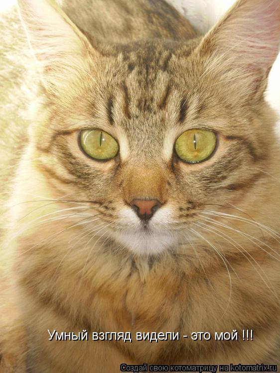 Котоматрица: Умный взгляд видели - это мой !!!
