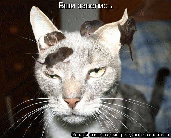 Котоматрица: Вши завелись...