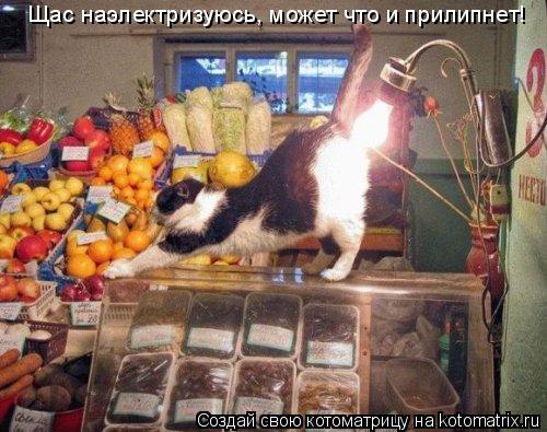 Котоматрица: Щас наэлектризуюсь, может что и прилипнет!