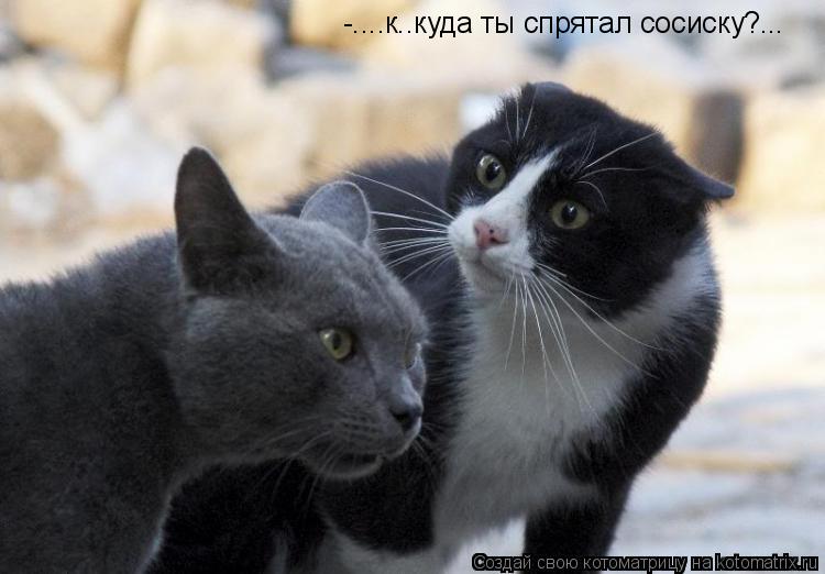 Котоматрица: -....к..куда ты спрятал сосиску?...