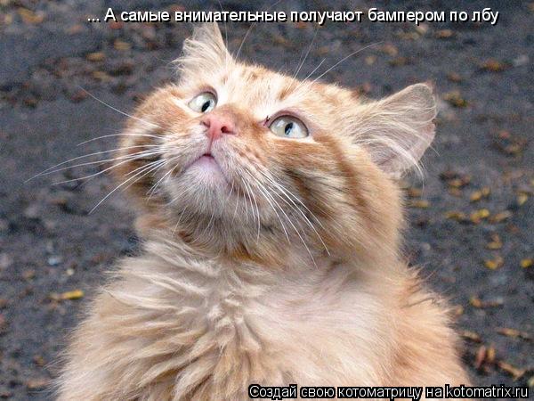 Котоматрица: ... А самые внимательные получают бампером по лбу