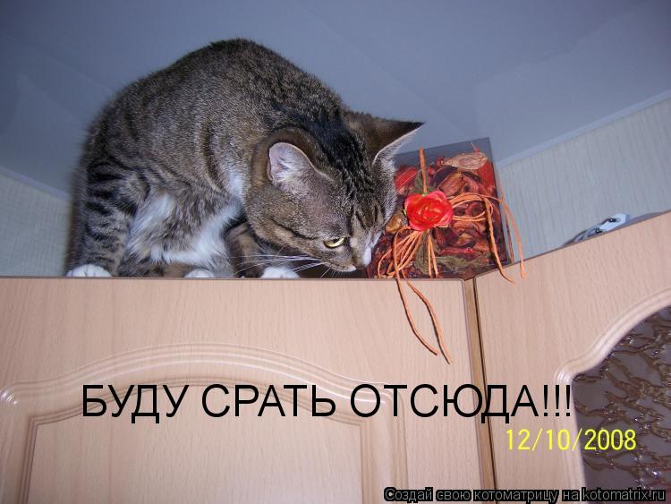 БУДУ СРАТЬ ОТСЮДА!!!... Котоматрица: БУДУ СРАТЬ ОТСЮДА!!!
