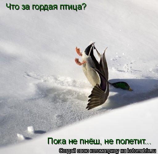 Что за гордая птица? Пока не пнёш, не полетит...... Котоматрица: Что за гордая птица? Пока не пнёш, не полетит...