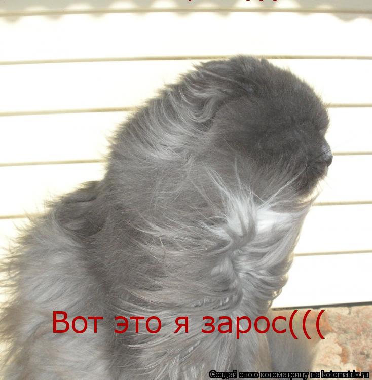 Вот это я зарос((( Вот это я зарос(((... Котоматрица: Вот это я зарос((( Вот это я зарос(((