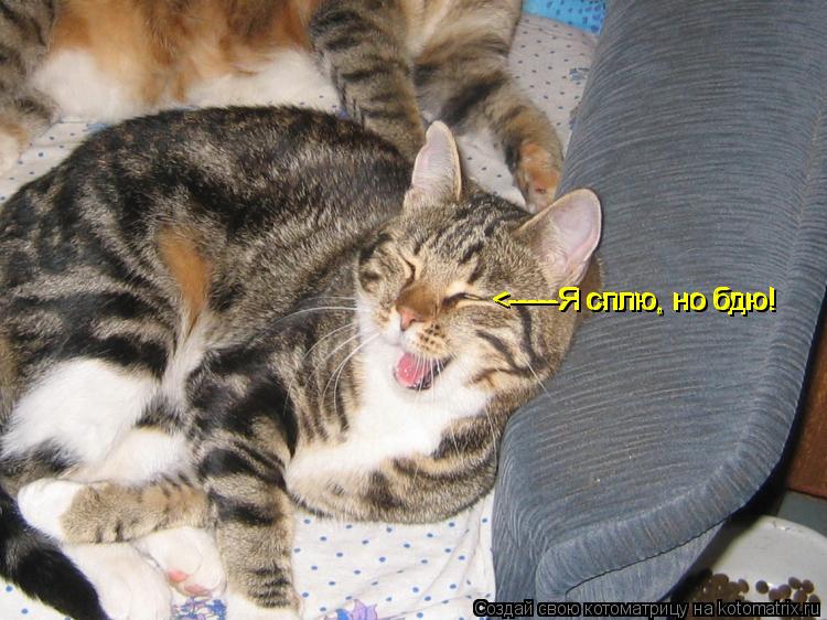 <-----Я сплю, но бдю! <-----Я сплю, но бдю! <-----Я сплю, но бдю!... Котоматрица: <-----Я сплю, но бдю! <-----Я сплю, но бдю! <-----Я сплю, но бдю!