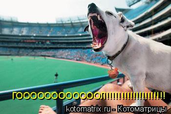 ГООООООООООООЛ!!!!!!!!!!!!!!!!!!!!... Котоматрица: ГООООООООООООЛ!!!!!!!!!!!!!!!!!!!!
