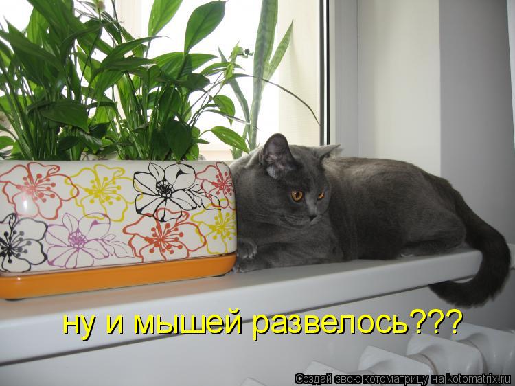 ну и мышей развелось???... Котоматрица: ну и мышей развелось???