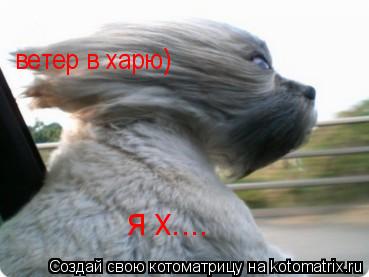 ветер в харю) я х....... Котоматрица: ветер в харю) я х....