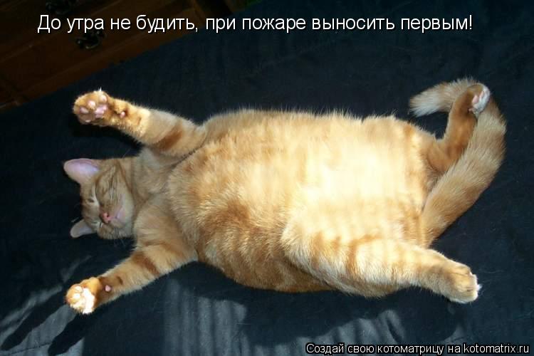 Котоматрица: До утра не будить, при пожаре выносить первым!