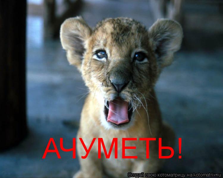 Котоматрица: АЧУМЕТЬ!