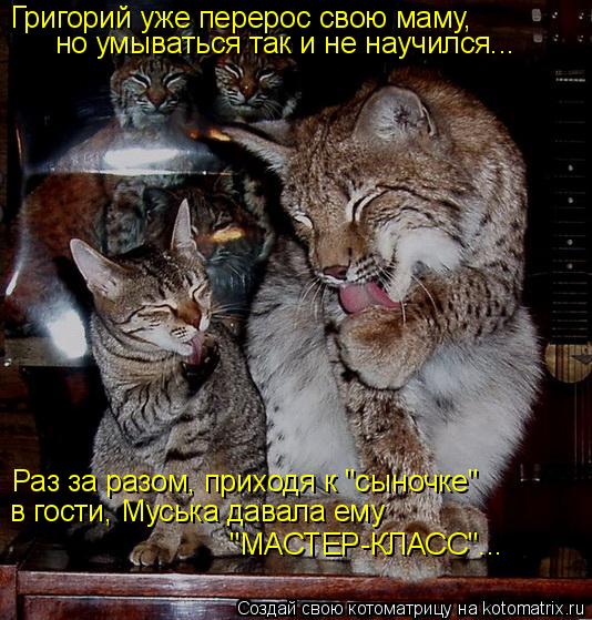 Григорий уже перерос свою маму, но умываться так и не научился... Раз за разом, приходя к "сыночке" в... Котоматрица: Григорий уже перерос свою маму, но умываться так и не научился... Раз за разом, приходя к "сыночке" в гости, Муська давала ему "МАСТЕР-КЛАСС"...