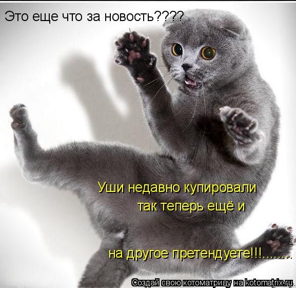 Это еще что за новость???? Уши недавно купировали так теперь ещё и на другое претендуете!!!........... Котоматрица: Это еще что за новость???? Уши недавно купировали так теперь ещё и на другое претендуете!!!........
