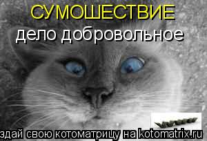 Котоматрица: СУМОШЕСТВИЕ дело добровольное