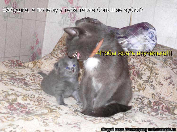 Котоматрица: Бабушка, а почему у тебя такие большие зубки? -Чтобы жрать внученька!!!