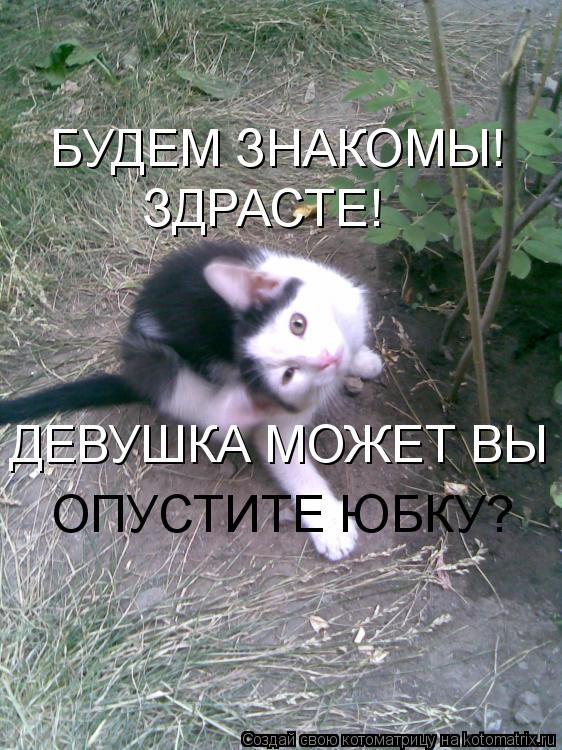 Котоматрица: БУДЕМ ЗНАКОМЫ! ЗДРАСТЕ! ДЕВУШКА МОЖЕТ ВЫ  ОПУСТИТЕ ЮБКУ?