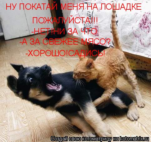 Котоматрица: НУ ПОКАТАЙ МЕНЯ НА ЛОШАДКЕ ПОЖАЛУЙСТА!!! -НЕТ!НИ ЗА ЧТО -А ЗА СВЕЖЕЕ МЯСО? -ХОРОШО!САДИСЬ!