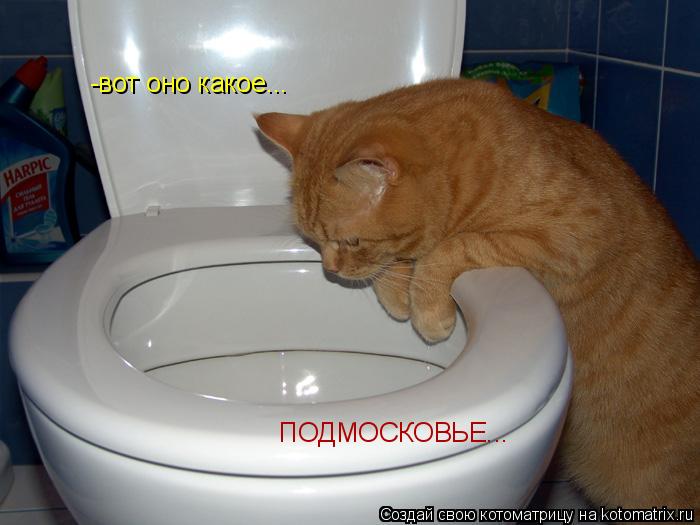 Котоматрица: -вот оно какое...  ПОДМОСКОВЬЕ...