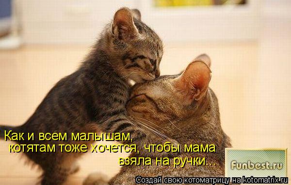 Как и всем малышам, котятам тоже хочется, чтобы мама взяла на ручки...... Котоматрица: Как и всем малышам, котятам тоже хочется, чтобы мама взяла на ручки...