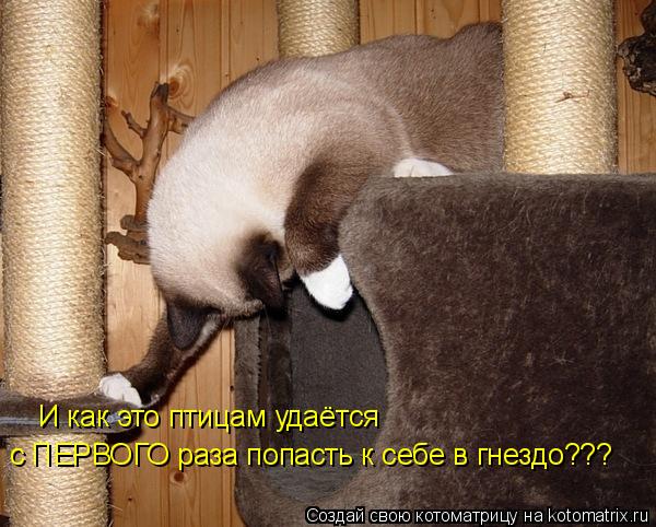 И как это птицам удаётся с ПЕРВОГО раза попасть к себе в гнездо???... Котоматрица: И как это птицам удаётся с ПЕРВОГО раза попасть к себе в гнездо???