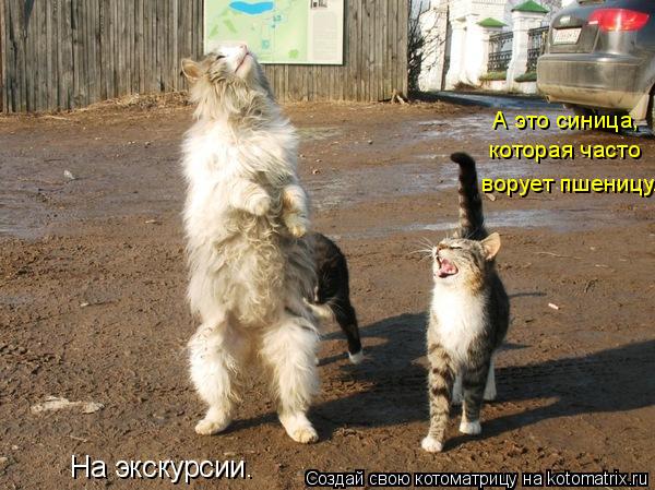 Котоматрица: А это синица, которая часто ворует пшеницу. На экскурсии.