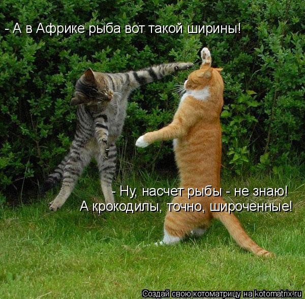 - А в Африке рыба вот такой ширины! - Ну, насчет рыбы - не знаю! А крокодилы, точно, широченные!... Котоматрица: - А в Африке рыба вот такой ширины! - Ну, насчет рыбы - не знаю! А крокодилы, точно, широченные!