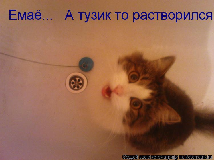 Котоматрица: Емаё...   А тузик то растворился!