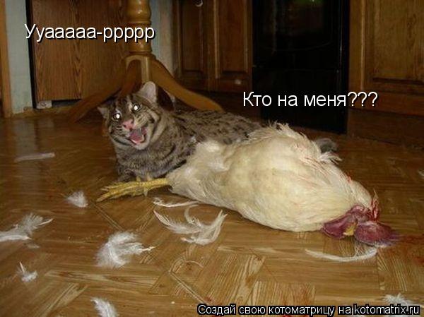 Котоматрица: Ууааааа-ррррр Кто на меня???