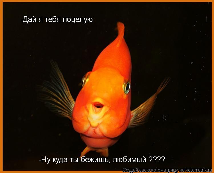 Котоматрица: -Дай я тебя поцелую -Ну куда ты бежишь, любимый ????