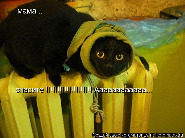 Котоматрица: спасите !!!!!!!!!!!!!!!!!!!! Аааааааааааа... мама...