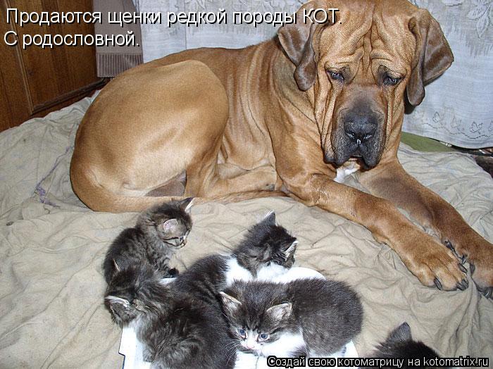 Продаются щенки редкой породы КОТ. С родословной.... Котоматрица: Продаются щенки редкой породы КОТ. С родословной.