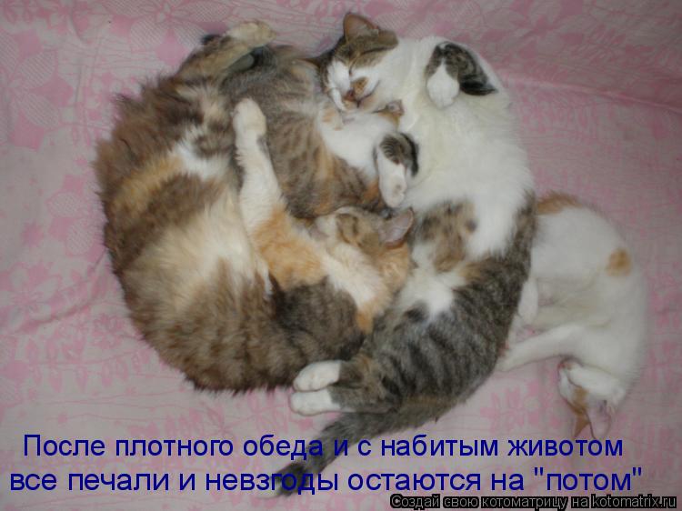 Котоматрица: После плотного обеда и с набитым животом все печали и невзгоды остаются на "потом"