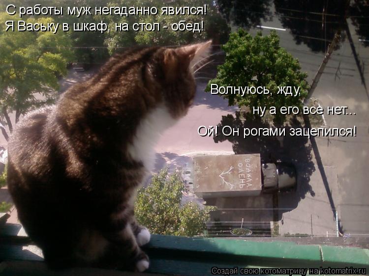Котоматрица: С работы муж негаданно явился! Я Ваську в шкаф, на стол - обед! Ой! Он рогами зацепился! ну а его все нет... Волнуюсь, жду,
