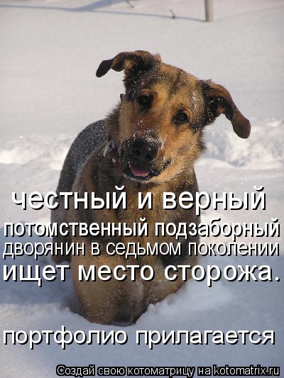 Котоматрица: честный и верный  потомственный подзаборный дворянин в седьмом поколении ищет место сторожа. портфолио прилагается дворянин в седьмом пок