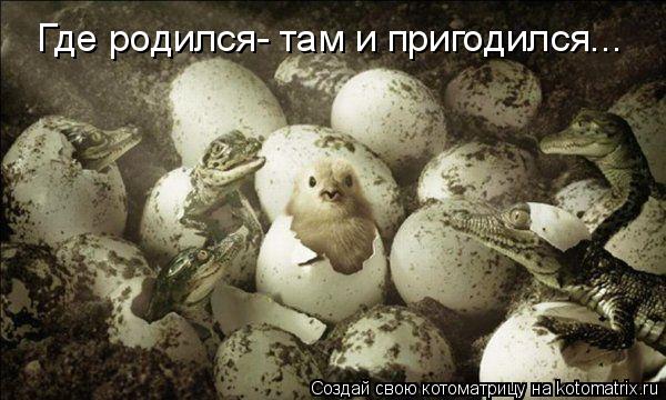 Котоматрица: Где родился- там и пригодился...