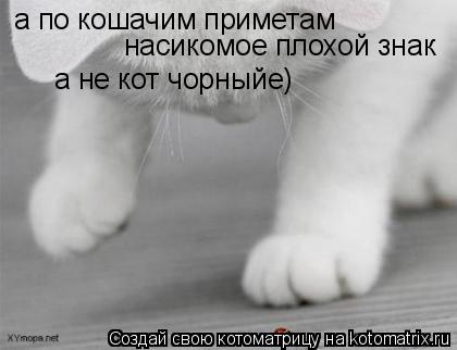 Котоматрица: а по кошачим приметам  насикомое плохой знак  а не кот чорныйе)