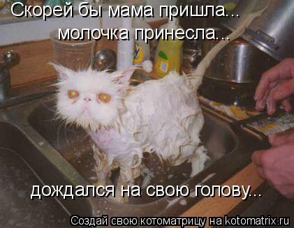 Котоматрица: Скорей бы мама пришла... молочка принесла... дождался на свою голову...
