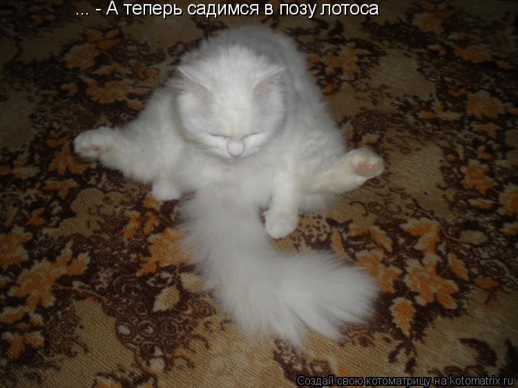 Котоматрица: ... - А теперь садимся в позу лотоса