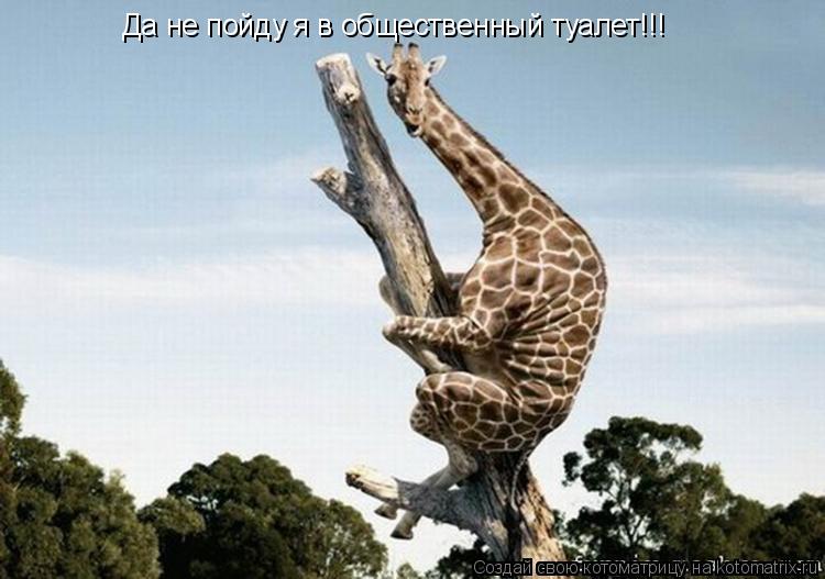 Да не пойду я в общественный туалет!!!... Котоматрица: Да не пойду я в общественный туалет!!!