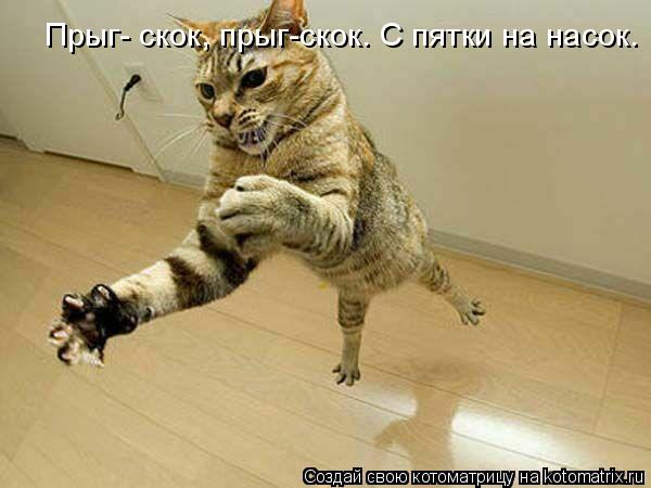 Прыг- скок, прыг-скок. С пятки на насок.... Котоматрица: Прыг- скок, прыг-скок. С пятки на насок.