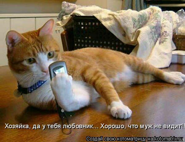Хозяйка, да у тебя любовник... Хорошо, что муж не видит!!!... Котоматрица: Хозяйка, да у тебя любовник... Хорошо, что муж не видит!!!