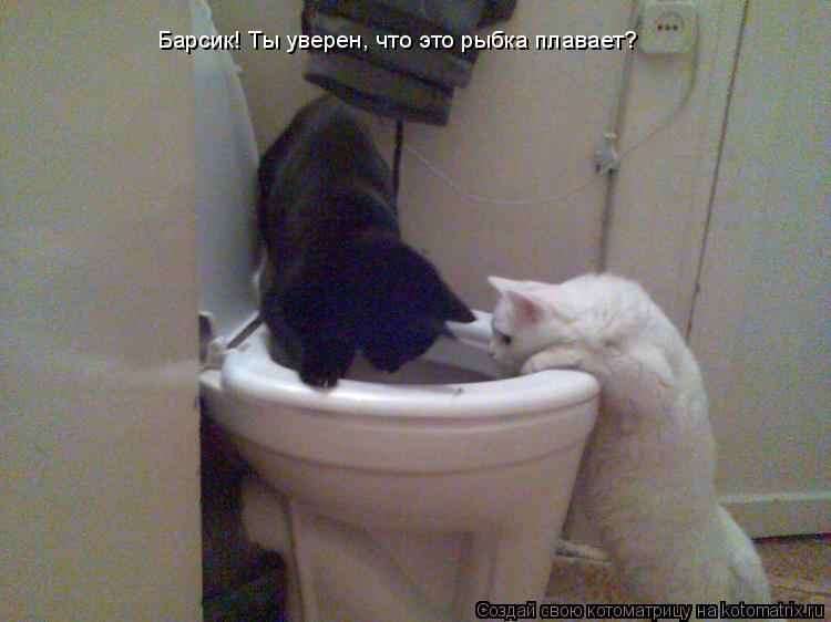 Барсик! Ты уверен, что это рыбка плавает?... Котоматрица: Барсик! Ты уверен, что это рыбка плавает?