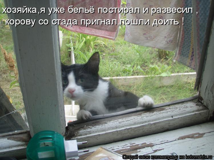 Котоматрица: хозяйка,я уже бельё постирал и развесил , корову со стада пригнал,пошли доить !