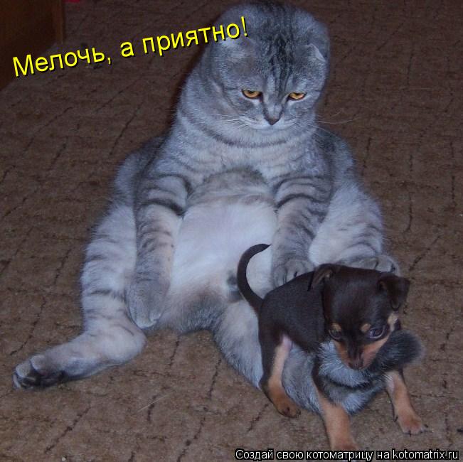 Котоматрица: Мелочь, а приятно!