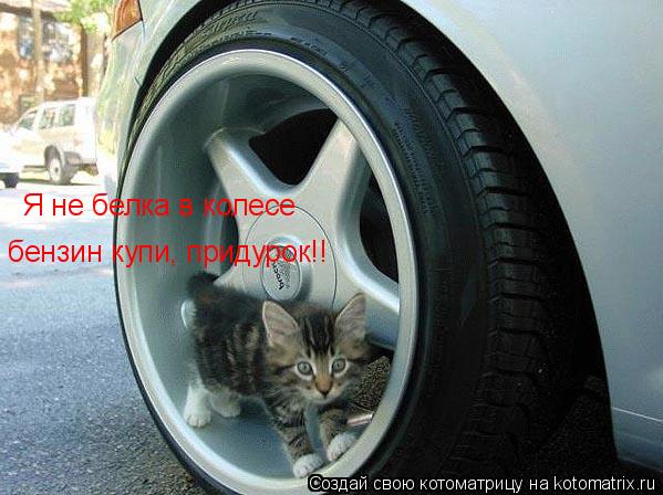 Я не белка в колесе бензин купи, придурок!!... Котоматрица: Я не белка в колесе бензин купи, придурок!!